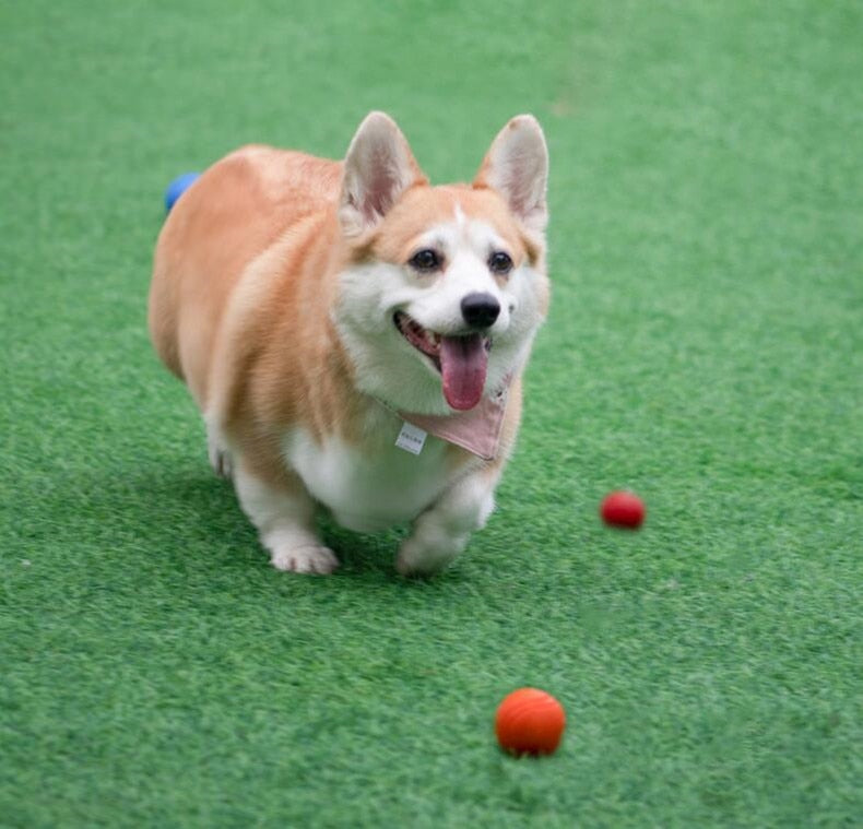 Bola mastigável para cães